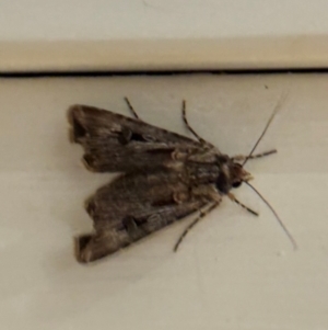 Agrotis munda at Mittagong, NSW - suppressed