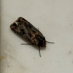 Agrotis munda at Mittagong, NSW - 28 Aug 2024