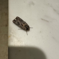 Agrotis munda at Mittagong, NSW - suppressed