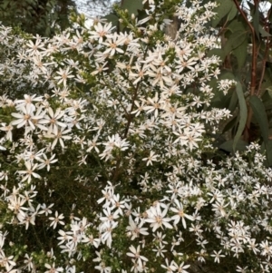 Olearia microphylla at Aylmerton, NSW - 27 Aug 2024