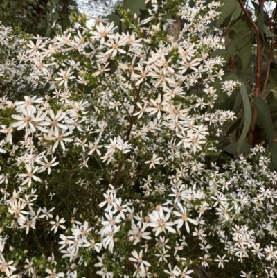 Olearia microphylla (Olearia) at Aylmerton, NSW - 27 Aug 2024 by Span102