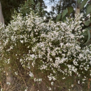 Olearia microphylla at Aylmerton, NSW - 27 Aug 2024