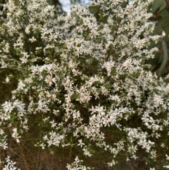 Olearia microphylla at Aylmerton, NSW - 27 Aug 2024