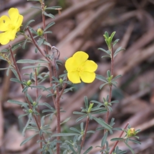 Hibbertia obtusifolia at High Range, NSW - 11 Aug 2024 12:33 PM