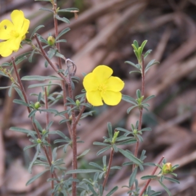 Hibbertia obtusifolia (Grey Guinea-flower) at High Range, NSW - 11 Aug 2024 by Span102