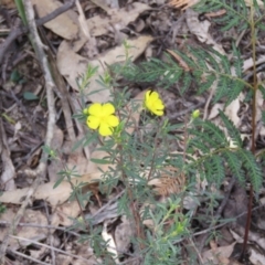 Hibbertia obtusifolia at High Range, NSW - 11 Aug 2024