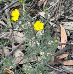 Hibbertia obtusifolia at High Range, NSW - 11 Aug 2024