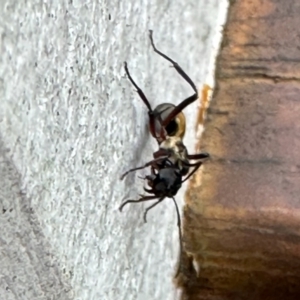 Polyrhachis sp. (genus) at Virginia, QLD - 25 Dec 2022 12:16 PM