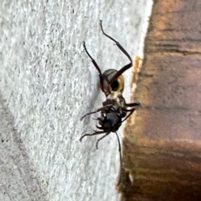 Formicidae (family) at Virginia, QLD - 25 Dec 2022 by KMcCue