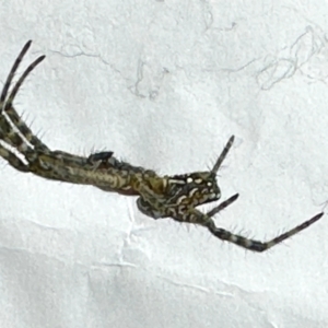 Philoponella congregabilis at Virginia, QLD - 25 Dec 2022 11:33 AM