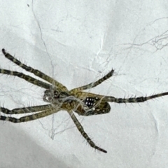 Philoponella congregabilis at Virginia, QLD - 25 Dec 2022 11:33 AM