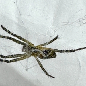 Philoponella congregabilis at Virginia, QLD - 25 Dec 2022 11:33 AM