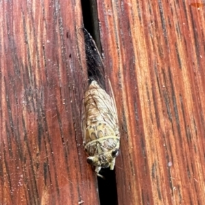 Tamasa tristigma at Virginia, QLD - 25 Dec 2022