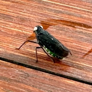 Desudaba psittacus at Virginia, QLD - 25 Dec 2022 11:09 AM