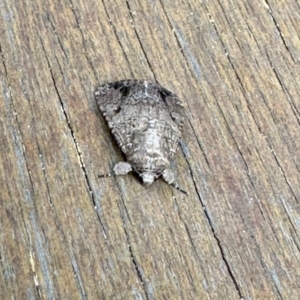 Acronicta psorallina at Virginia, QLD - 25 Dec 2022 10:24 AM