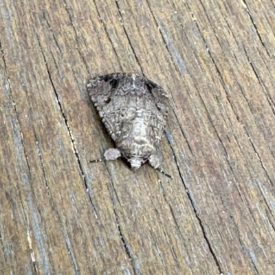 Acronicta psorallina at Virginia, QLD - 24 Dec 2022 by KMcCue