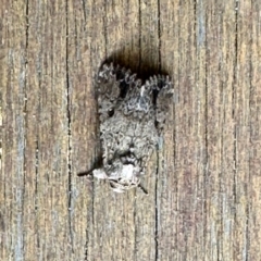 Acronicta psorallina at Virginia, QLD - 25 Dec 2022 10:24 AM