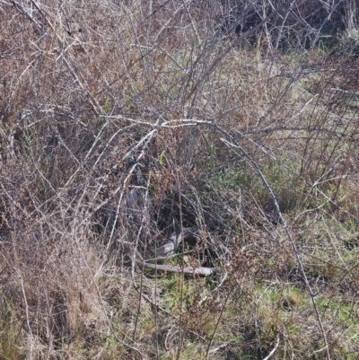 Pseudonaja textilis (Eastern Brown Snake) at Denman Prospect, ACT - 29 Aug 2024 by atticus