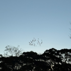 Bubulcus coromandus at Mittagong, NSW - suppressed