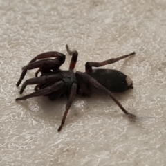 Lampona cylindrata at Isaacs, ACT - 29 Aug 2024