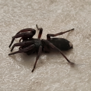 Lampona cylindrata at Isaacs, ACT - 29 Aug 2024 09:04 AM