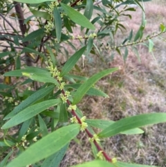 Hakea salicifolia (Willow-leaved Hakea) at Mittagong, NSW - 27 Aug 2024 by Span102