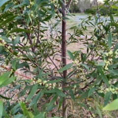 Hakea salicifolia at Mittagong, NSW - 27 Aug 2024