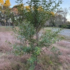 Hakea salicifolia at Mittagong, NSW - 27 Aug 2024