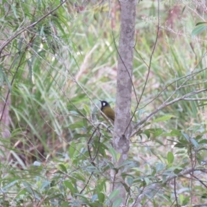 Nesoptilotis leucotis at High Range, NSW - 11 Aug 2024 01:25 PM