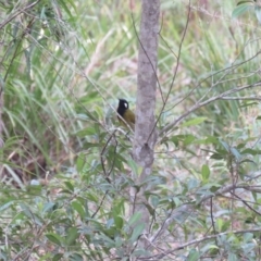 Nesoptilotis leucotis at High Range, NSW - 11 Aug 2024