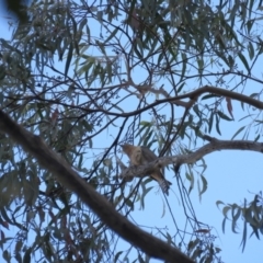 Cacomantis flabelliformis (Fan-tailed Cuckoo) at High Range, NSW - 11 Aug 2024 by Span102