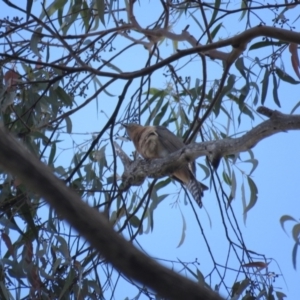 Cacomantis flabelliformis at High Range, NSW - 11 Aug 2024