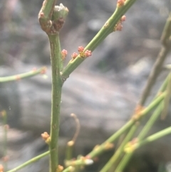 Omphacomeria acerba (Leafless Sour-bush) at Bango, NSW - 28 Aug 2024 by JaneR