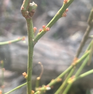 Omphacomeria acerba at Bango, NSW - 28 Aug 2024 02:07 PM