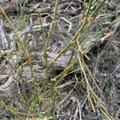 Omphacomeria acerba at Bango, NSW - 28 Aug 2024 02:07 PM