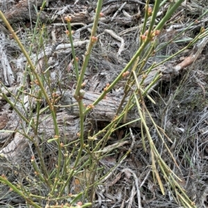 Omphacomeria acerba at Bango, NSW - 28 Aug 2024 02:07 PM