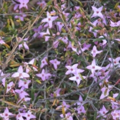 Unidentified Lily or Iris at High Range, NSW - 11 Aug 2024 by Span102