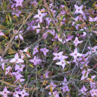 Unverified Lily or Iris at High Range, NSW - 11 Aug 2024 by Span102