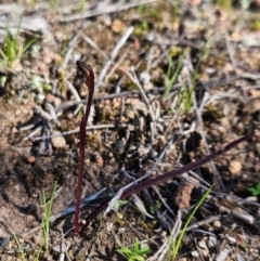 Caladenia fuscata (Dusky Fingers) at Denman Prospect, ACT - 29 Aug 2024 by atticus