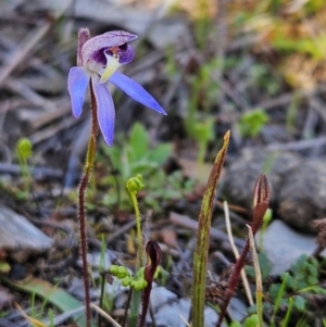 Cyanicula caerulea at Denman Prospect, ACT - 29 Aug 2024