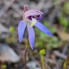 Cyanicula caerulea at Denman Prospect, ACT - 29 Aug 2024