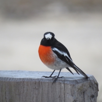 Petroica boodang (Scarlet Robin) at High Range, NSW - 11 Aug 2024 by Span102