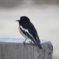 Petroica boodang at High Range, NSW - 11 Aug 2024 12:57 PM
