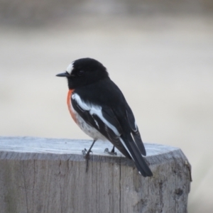 Petroica boodang at High Range, NSW - 11 Aug 2024 12:57 PM