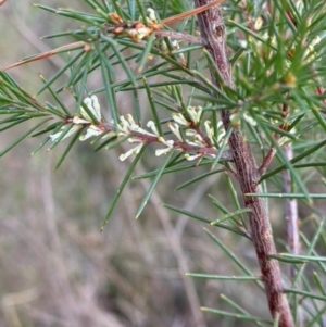 Hakea sericea at Mittagong, NSW - suppressed