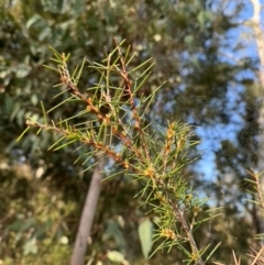 Hakea sericea at Mittagong, NSW - suppressed