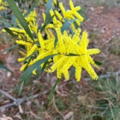 Acacia longifolia (Sydney Golden Wattle) at Mittagong, NSW - 8 Aug 2024 by Span102