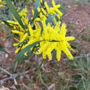 Acacia longifolia at Mittagong, NSW - suppressed