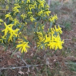 Acacia longifolia at Mittagong, NSW - suppressed