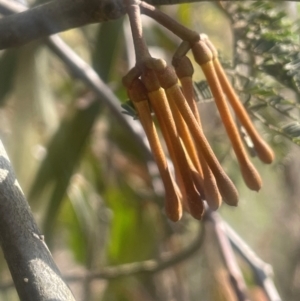 Amyema miquelii at Jerrawa, NSW - 28 Aug 2024